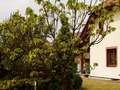 Catalpa bignonioides IMG_0834 Katalpa bignoniowata